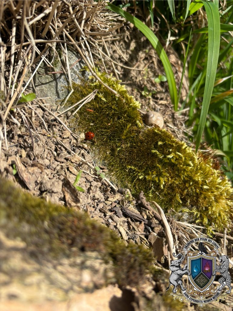 Natur, Erde, Tiere, Verbindung, Spaziergang